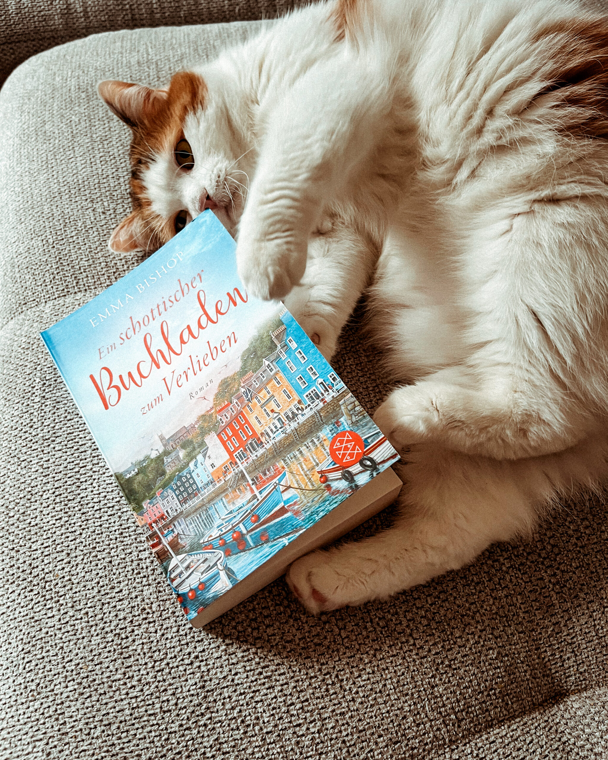 Ein schottischer Buchladen zum Verlieben Buch mit Katze